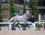 Cadoro Tosc Tour2013- S5 1622 : Arezzo, Cadoro, Cavalli d'Italia, Toscana Tour 2013, foto di Stefano Secchi ©